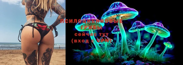 гашик Алексин